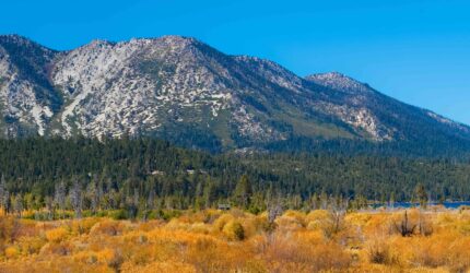 Golden Leaves on the Willow Trees Along Taylor Creek and Mount Tallac, Lake Tahoe, California, USA.