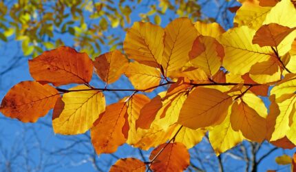 Fall foliage, fall leaf in Lake Tahoe